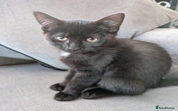 Ragdoll cats for sale: Cross breed ragdoll kittens  - Image 8