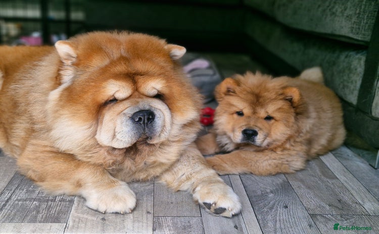 Chow Chow dogs - Advert 1