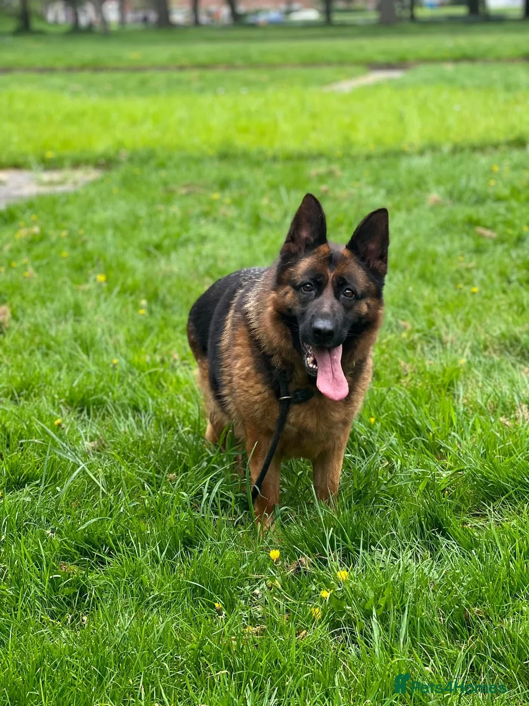 German Shepherd dogs for sale: Lovely, friendly GSD female for new home - Advert 1
