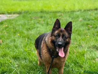 German Shepherd dogs Lovely, friendly GSD female for new home - Advert 5