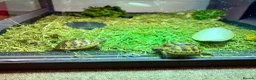 Tortoise reptiles for sale: 2 Spur Thighed Tortoises 🐢  - Advert 1