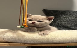 British Shorthair cats for sale: GCCF Registered Championship Line BSH Kittens - Image 16