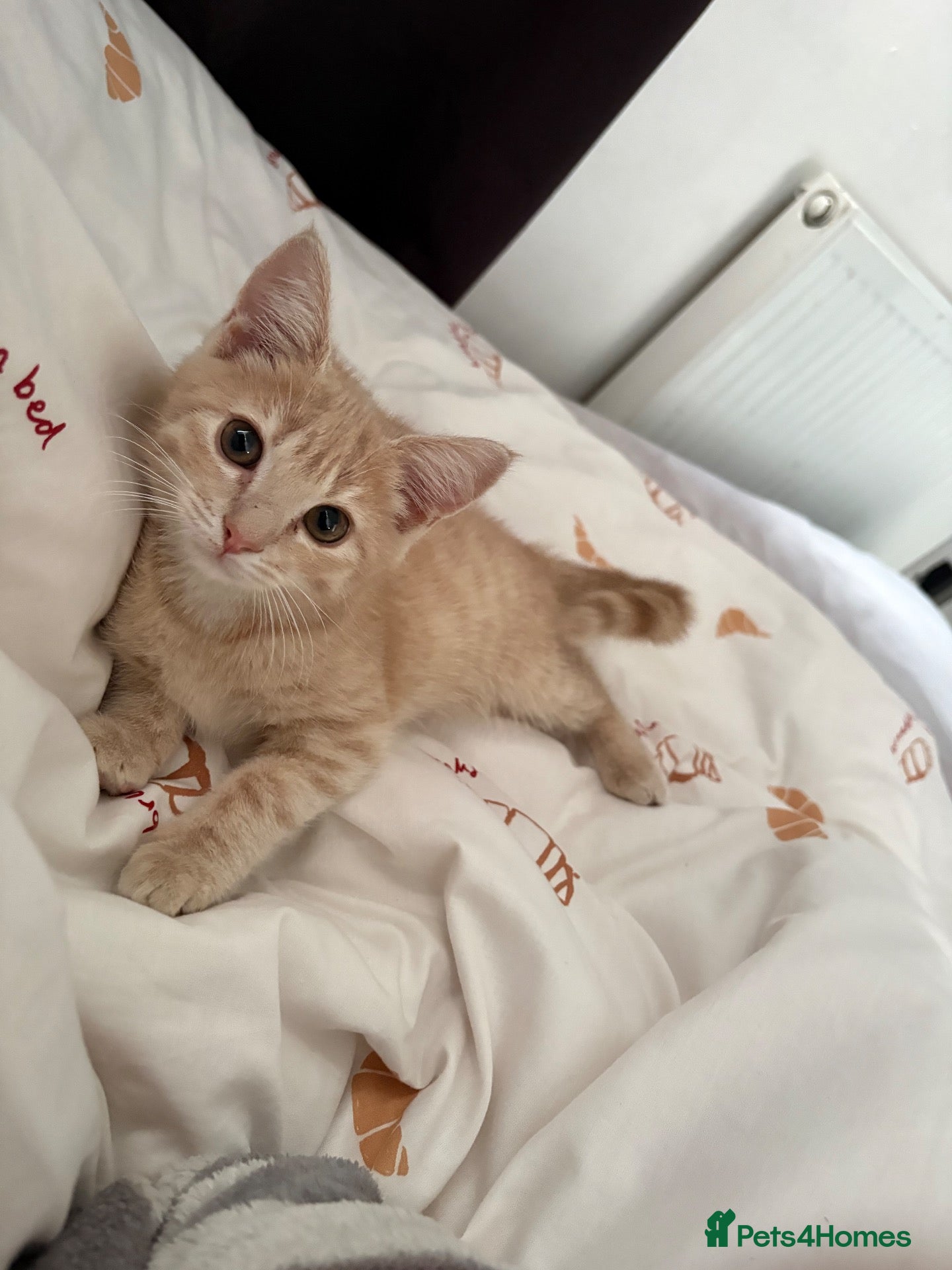 Mixed Breed cats Male ginger kitten - 5 month old.  - Advert 7