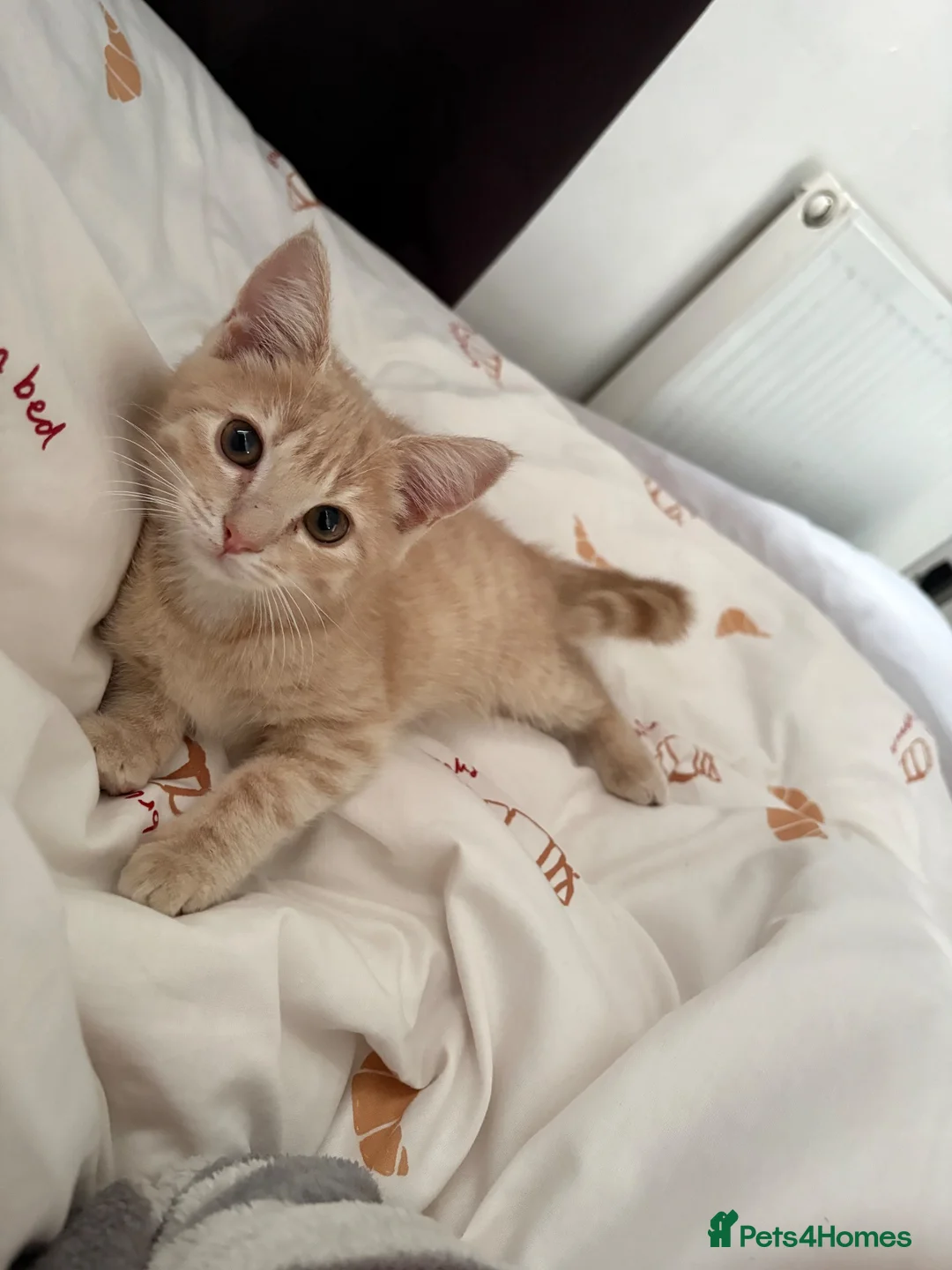 Mixed Breed cats for sale: Male ginger kitten - 5 month old.  - Advert 1
