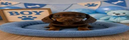 Miniature Dachshund dogs for sale: ** PRA CLEAR MINI DACHSHUND PUPPIES ** - Advert 6