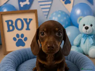 Miniature Dachshund dogs ** PRA CLEAR MINI DACHSHUND PUPPIES ** - Advert 6
