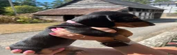 Miniature Dachshund dogs for sale: Miniature Dachshund Puppies - Advert 19