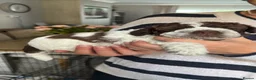 Lagotto Romagnolo dogs for sale: Italian water dog /lagotto romagnolo  - Advert 2