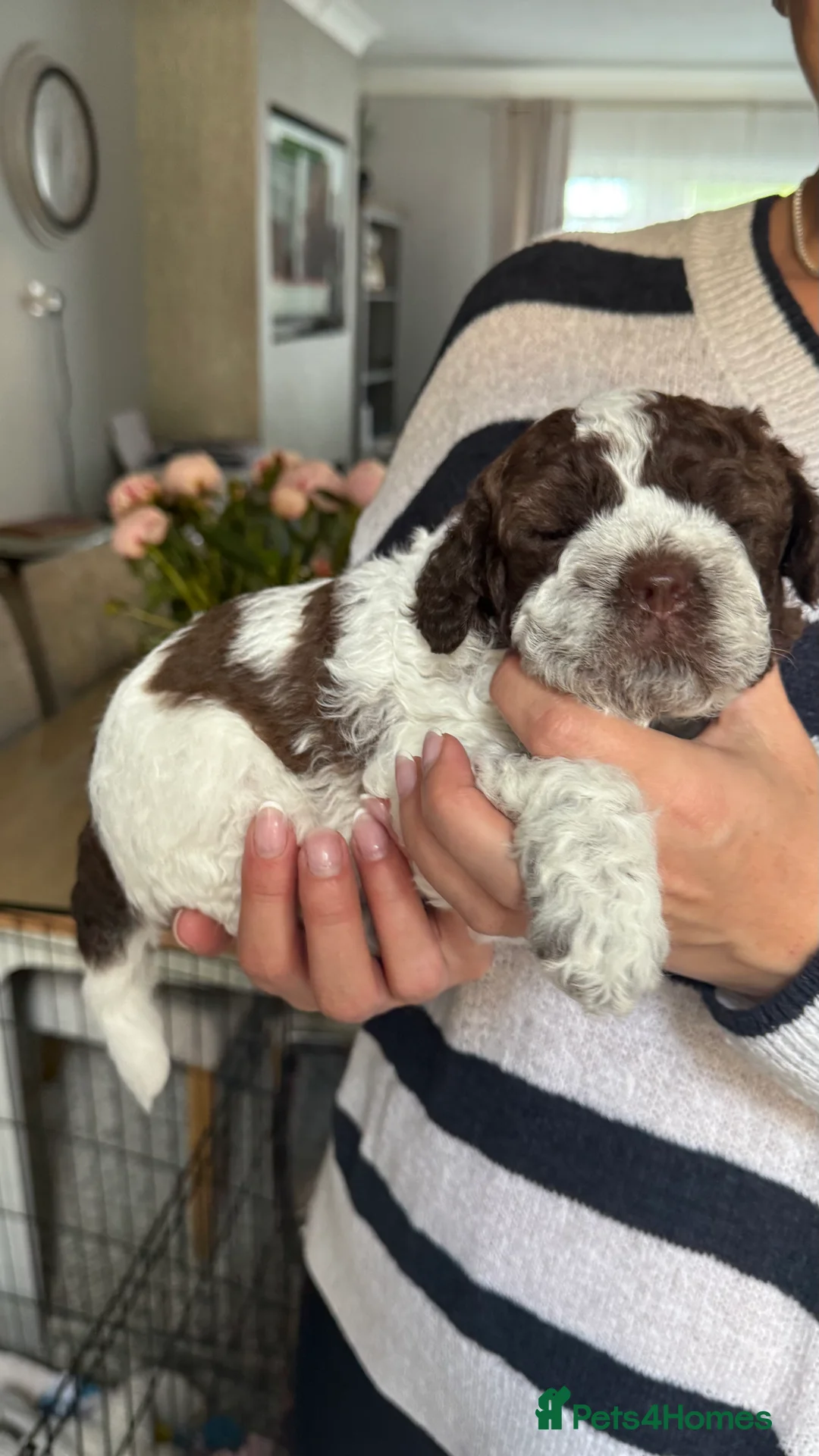 Lagotto Romagnolo dogs for sale: Italian water dog /lagotto romagnolo  - Advert 2