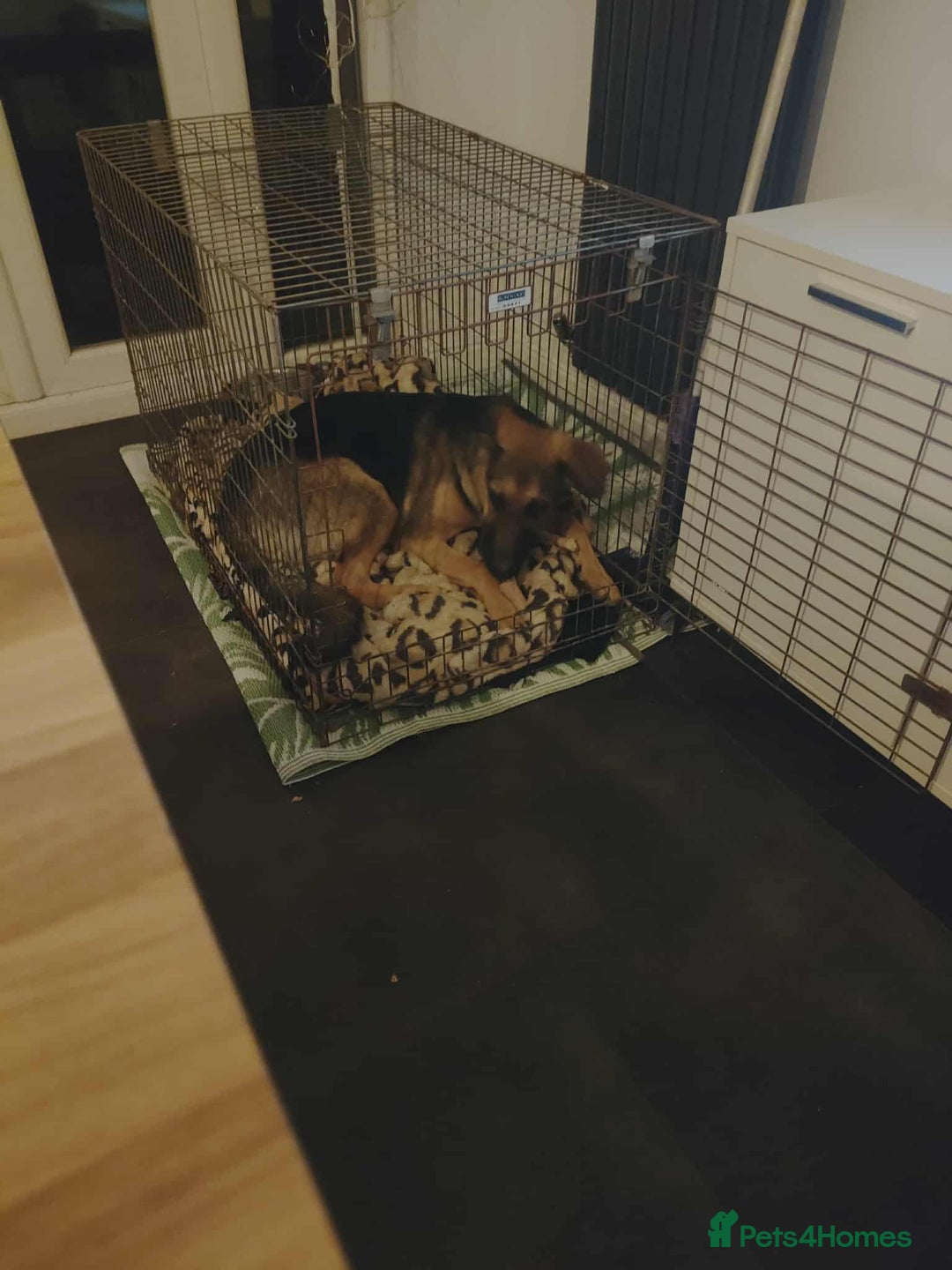 Mixed Breed dogs for sale: 10 month old German shepherd cross Sammy - Image 6