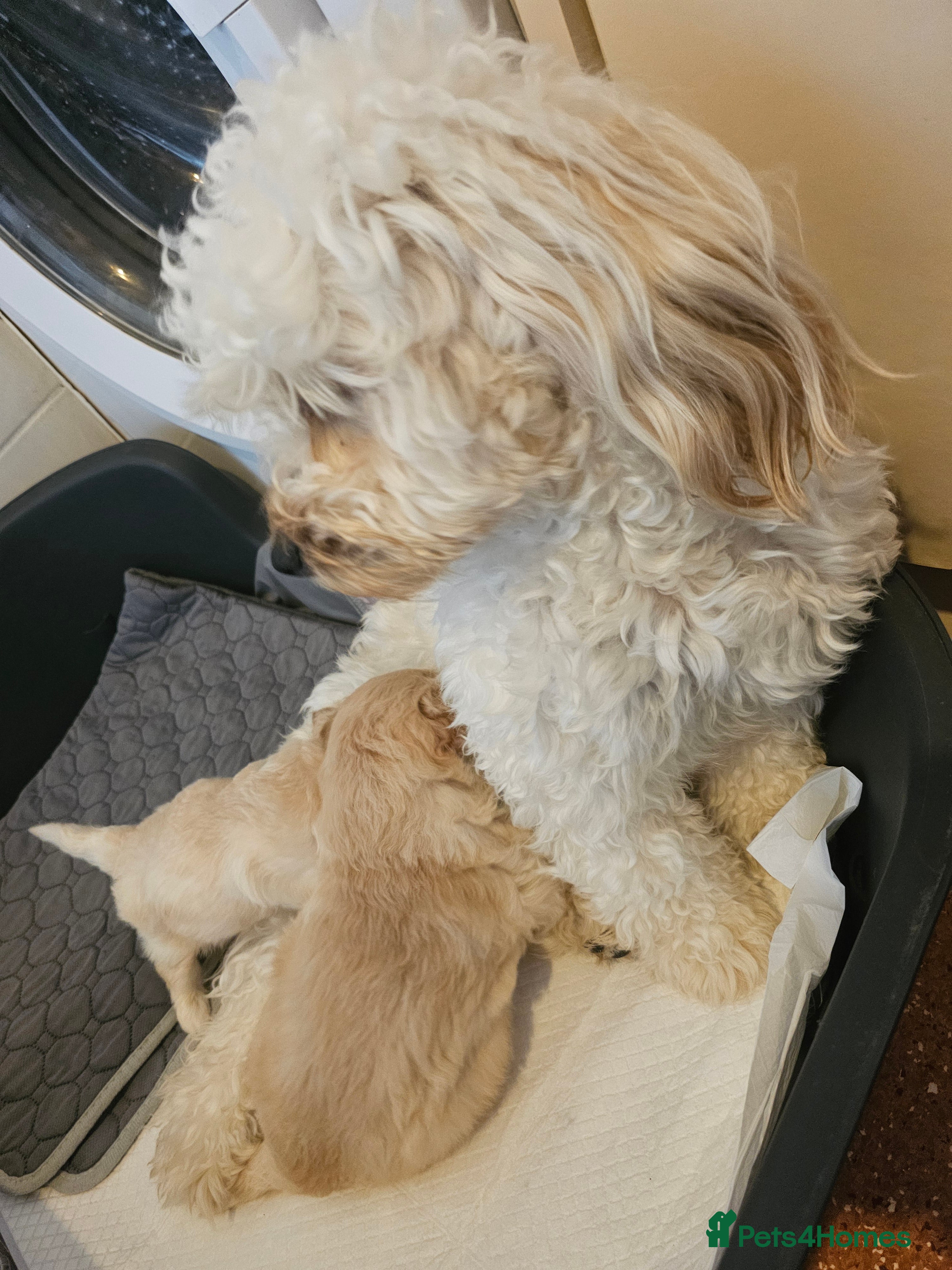 Cockapoo dogs 🐾 Hello, dear animal lovers! 🐾   - Advert 2