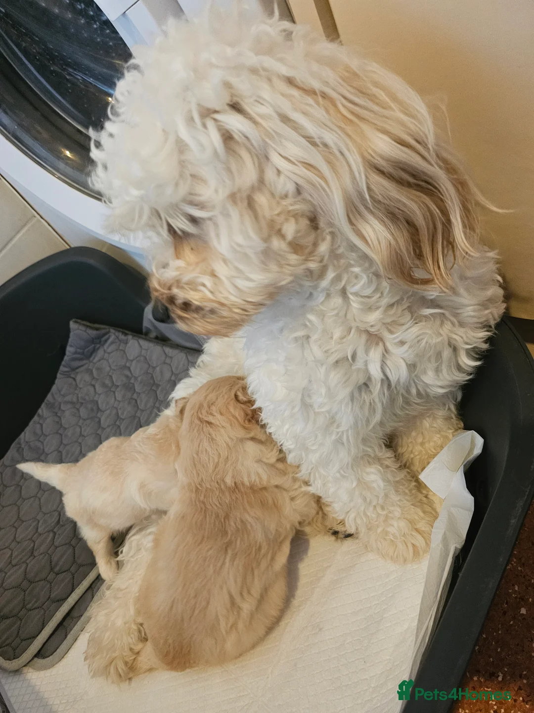 Cockapoo dogs for sale: 🐾 Hello, dear animal lovers! 🐾   - Advert 2