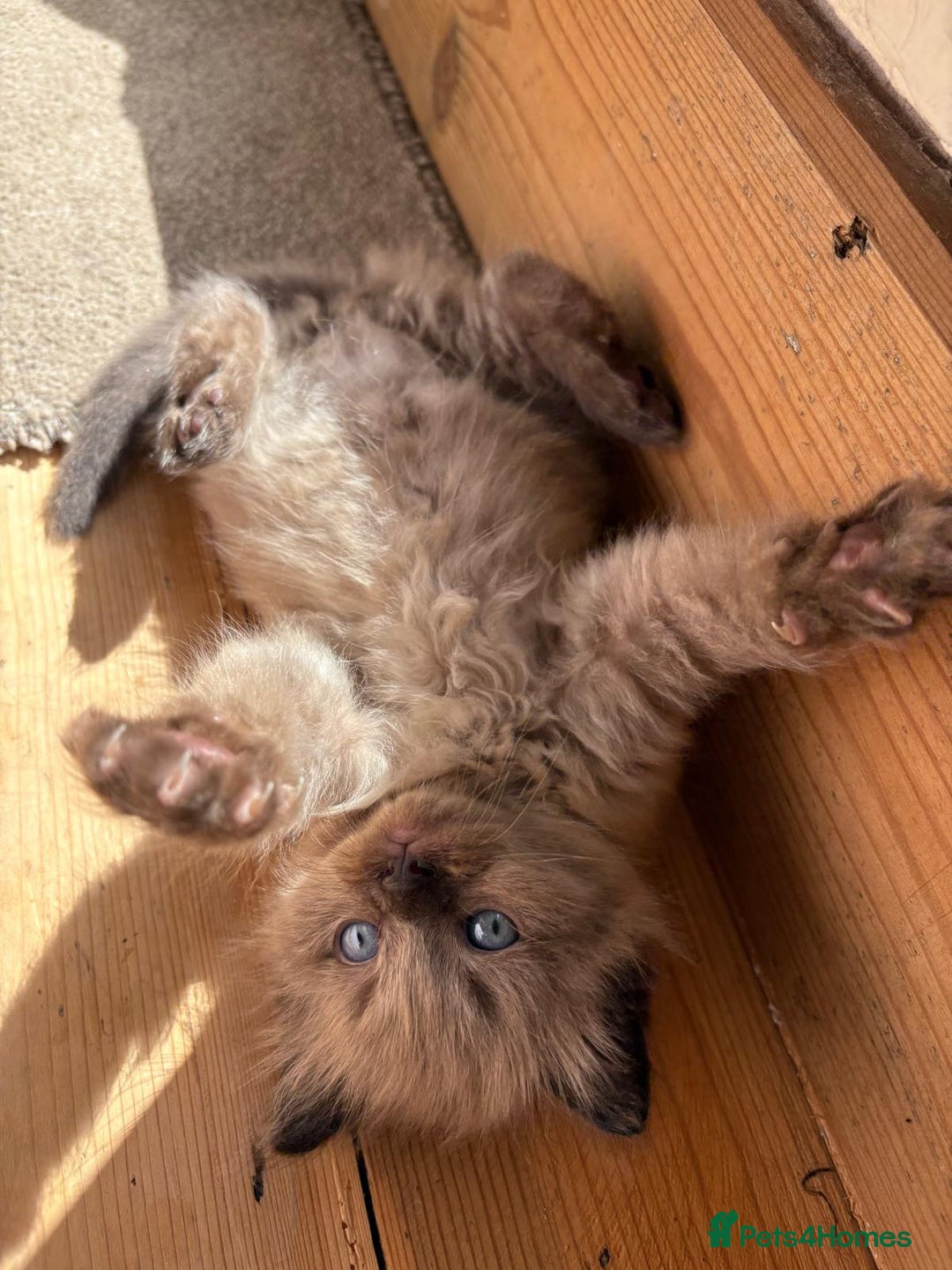 Ragdoll cats for sale: Pedigree Mink Ragdoll kittens  - Image 4