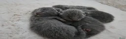 Russian Blue cats for sale: GCCF REGISTERED RUSSIAN BLUE KITTENS  - Advert 10