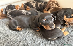 Miniature Dachshund dogs for sale: KC Reg, short haired miniature daschund puppies - Image 13