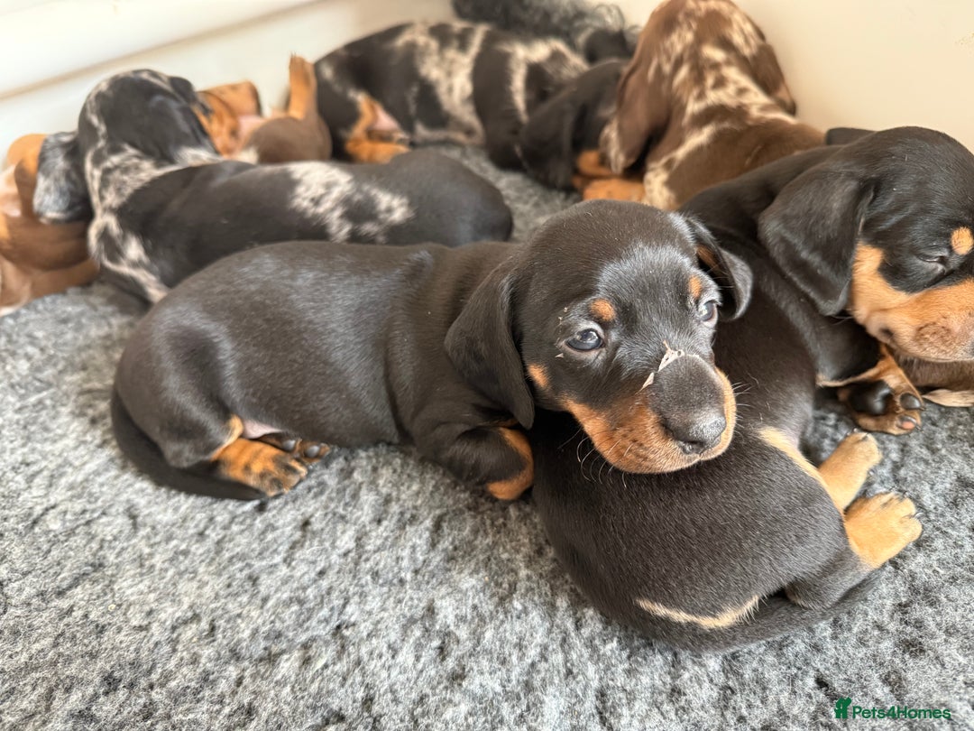 Miniature Dachshund dogs for sale: KC Reg, short haired miniature daschund puppies - Image 13