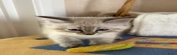 Siberian cats for sale: Beautiful Siberian kittens registered GSSF. - Advert 9
