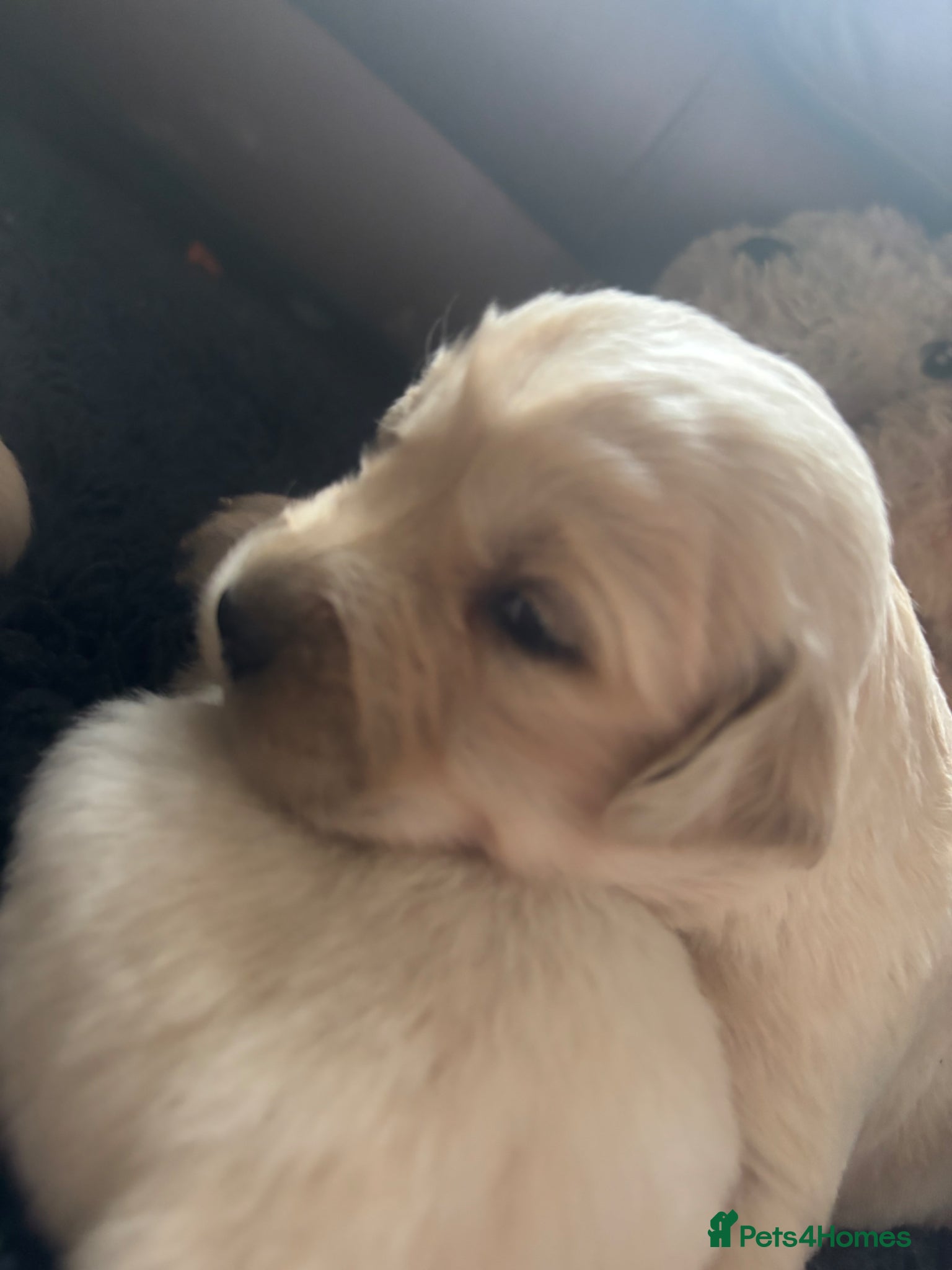 Golden Retriever dogs Kc golden retriever puppies,health tested parents  - Advert 2