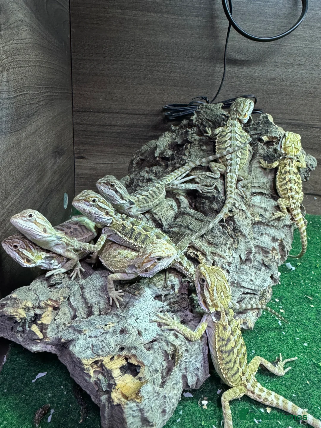 Bearded Dragon reptiles for sale: Baby bearded dragons.. - Advert 1