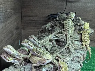 Bearded Dragon reptiles Baby bearded dragons.. - Advert 17