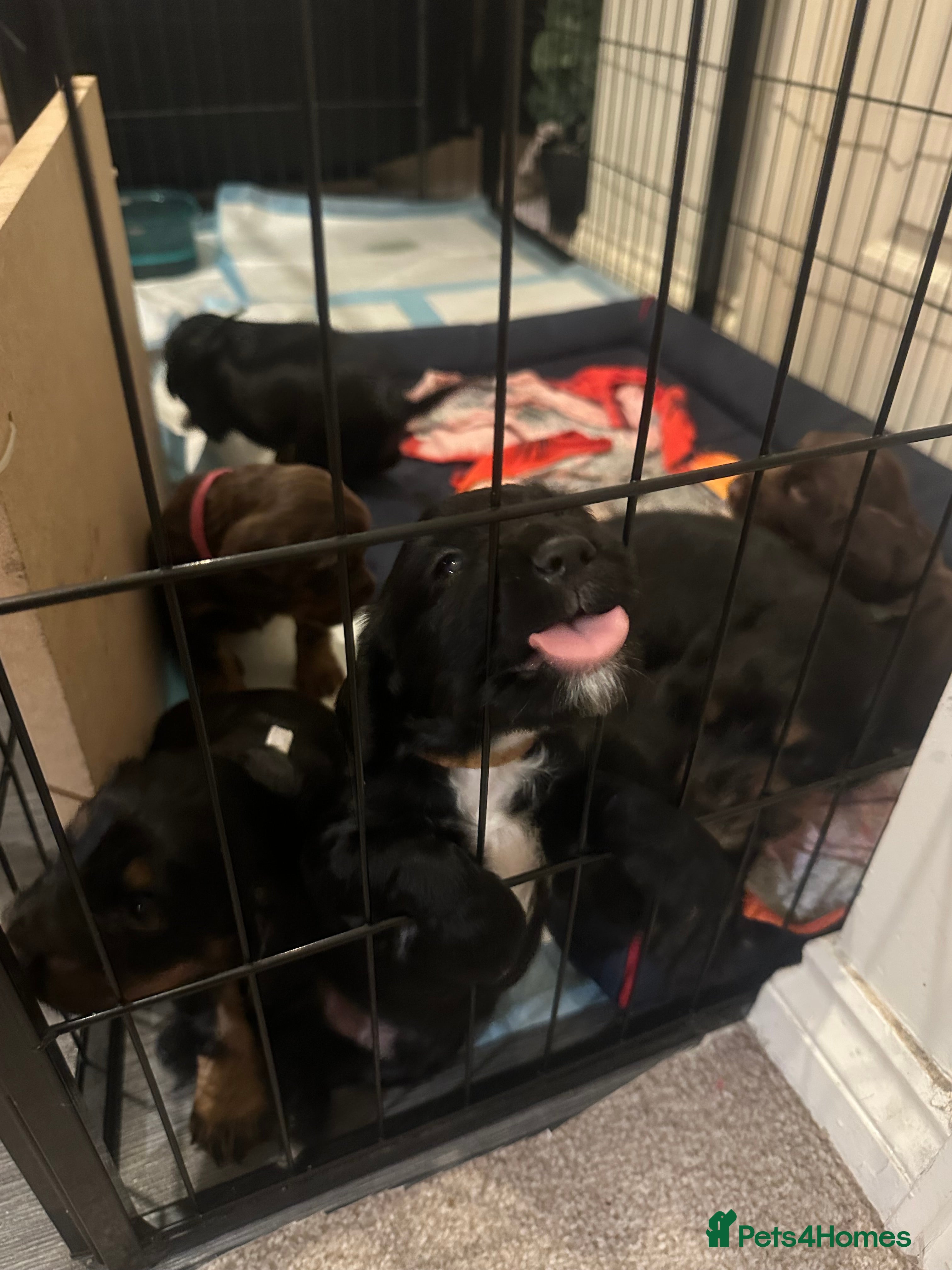 Sprocker dogs sprocker spaniel puppies. Ready 29/03/26. - Advert 8