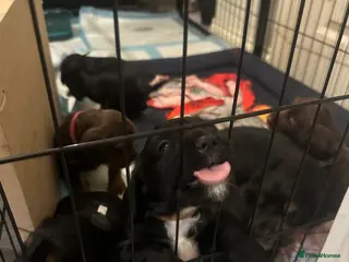 Sprocker dogs sprocker spaniel puppies. Ready 29/03/26. - Advert 8