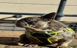 French Bulldog dogs for sale: 🩵 Cuddly Frenchie for Forever Home 🩵 - Image 5