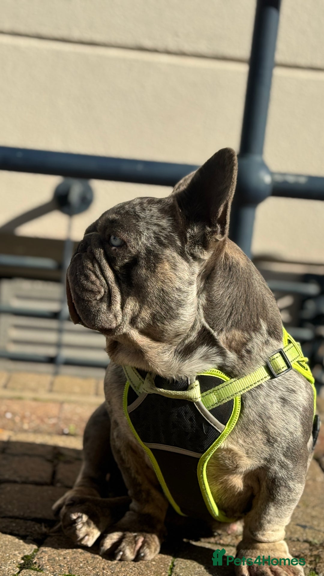 French Bulldog dogs for sale: 🩵 Cuddly Frenchie for Forever Home 🩵 - Image 5