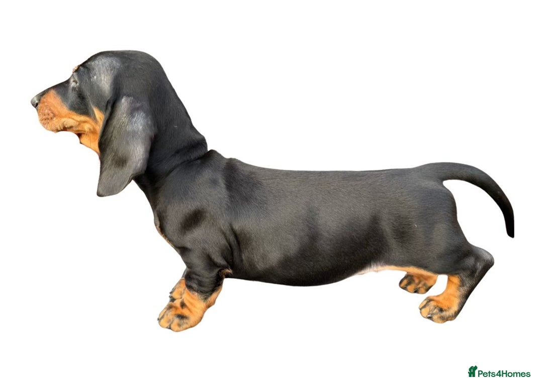 Dachshund dogs for sale: champion bred dachshunds  - Image 14