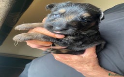 German Shepherd dogs for sale: beautiful long haired working german shepards - Image 5