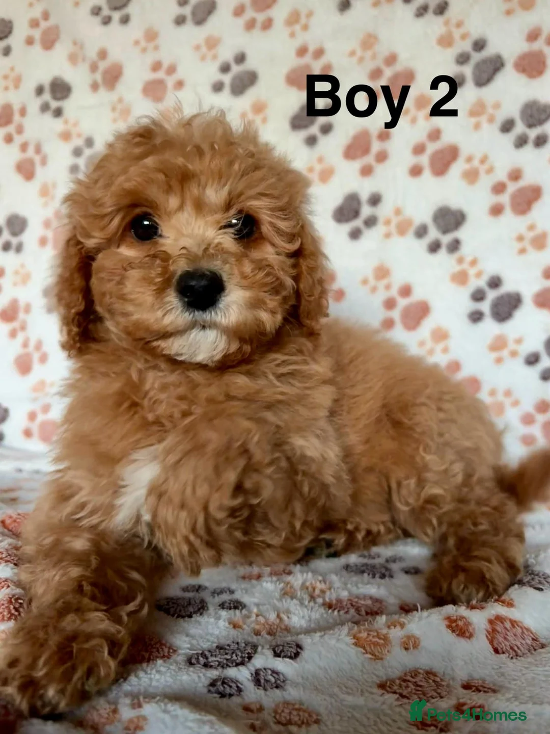 Cavapoo dogs for sale: Beautiful red Cavapoos  in Sheerness - Advert 7