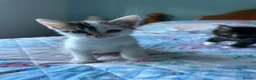 Mixed Breed cats for sale: 3 adorable male kittens for sale - Advert 4