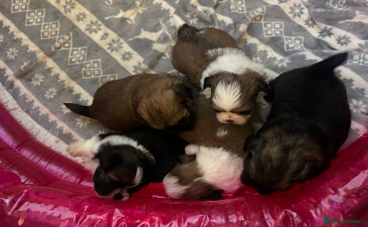 Shih Tzu dogs - Advert 2