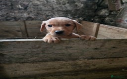 Labrador Retriever dogs for sale: Fox Red Labrador Pups - Image 1