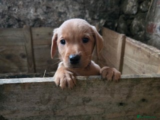 Labrador Retriever dogs for sale - Advert 1