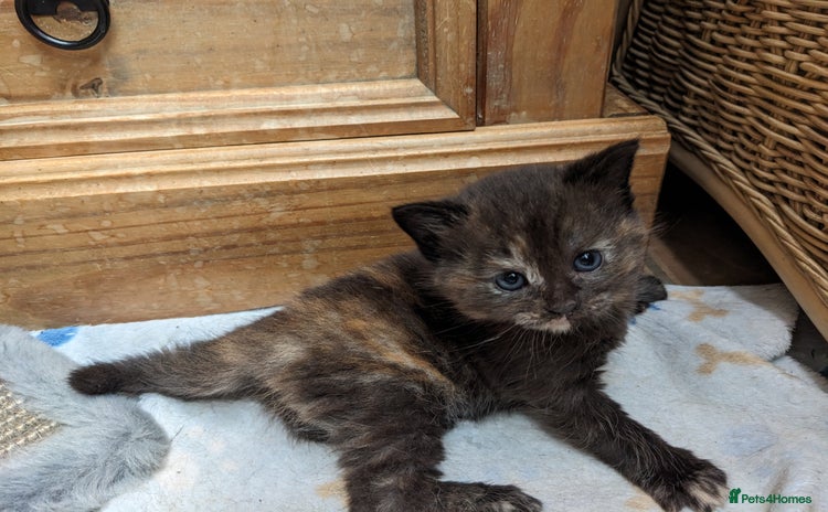 Mixed Breed cats - Advert 19