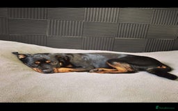 Rottweiler dogs for sale: Female Rottweiler  - Image 1