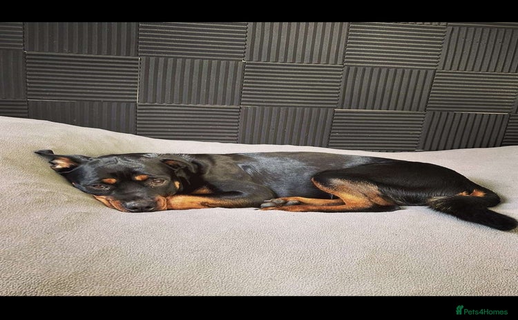 Rottweiler dogs - Advert 1