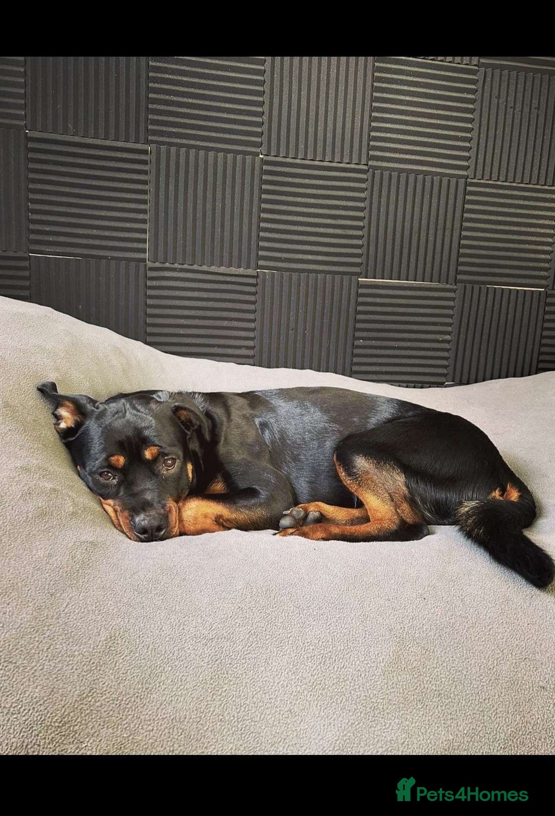 Rottweiler dogs for sale: Female Rottweiler  - Image 1