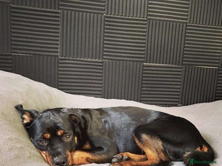 Rottweiler dogs - Advert 7