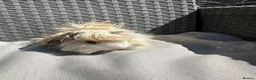 Guinea Pig rodents for sale: Very handsome baby long haired guinea pigs. - Advert 3