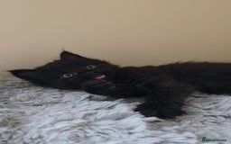 Persian cats for sale: Ginger and black fluffy kittens - Image 8