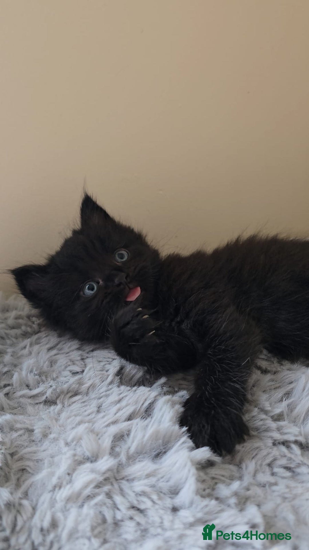 Persian cats for sale: Ginger and black fluffy kittens - Image 8
