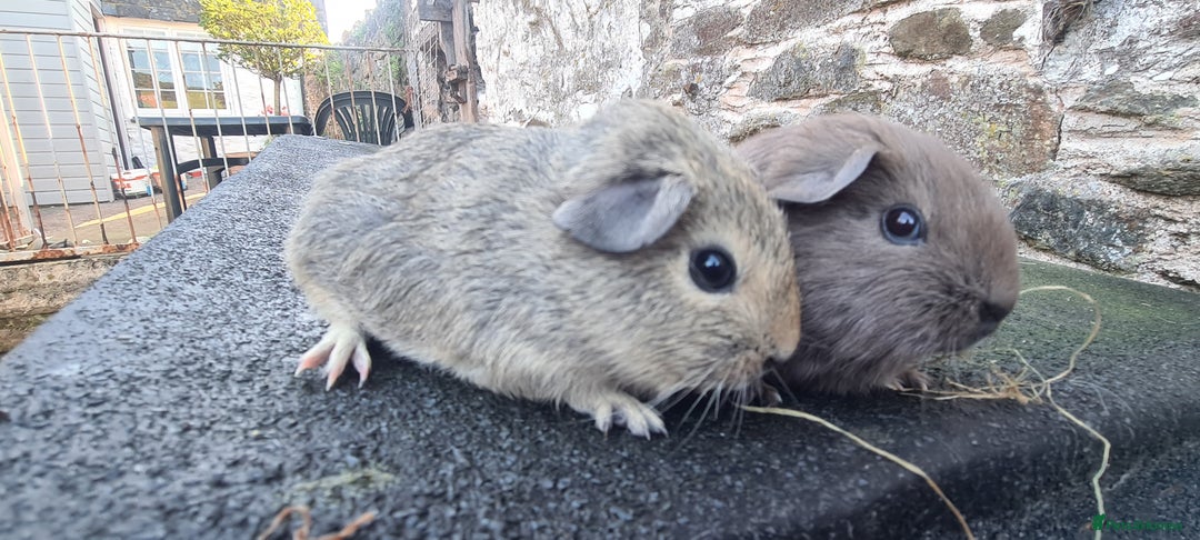 Guinea Pig rodents for sale: Pair of female smooth haired guinea pigs  - Image 2
