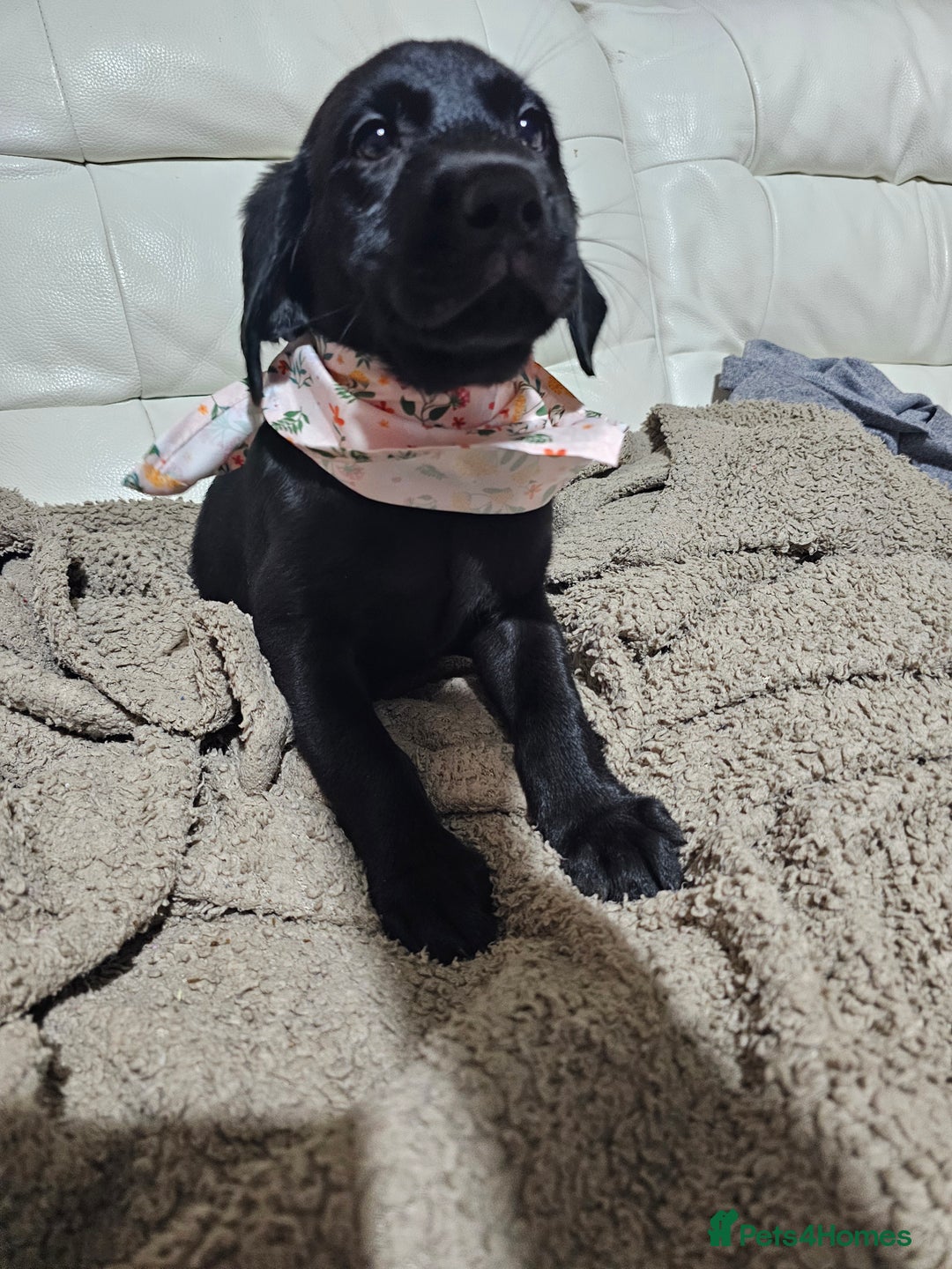 Labrador Retriever dogs for sale: 2boys / 4 girls  READY TODAY FOR FOREVER HOMES - Image 22