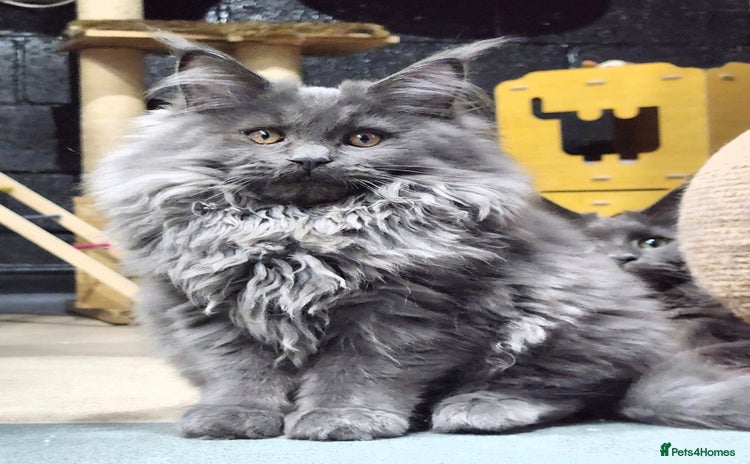 Maine Coon cats - Advert 3