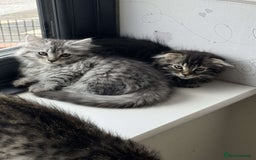 Scottish Fold cats for sale: beautiful Scottish Fold×Nebelung Kittens in Liverpool - Image 8