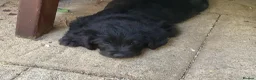 Mixed Breed dogs for sale: Toy Poodle x Labrador  - Advert 6