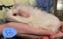 Guinea Pig rodents for sale: Baby guinea pigs - Image 1