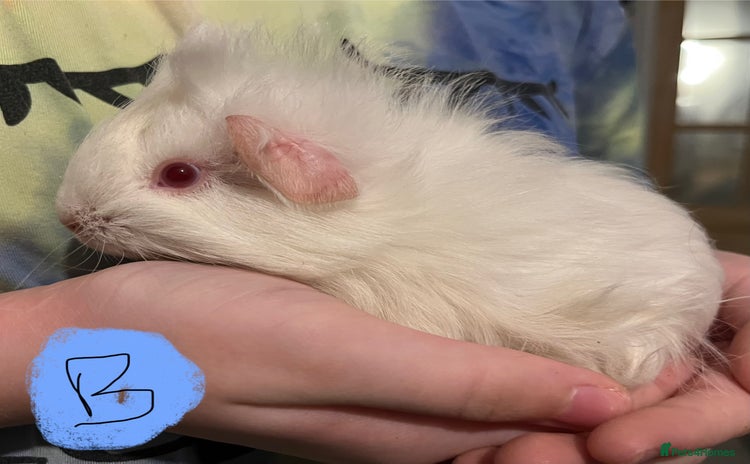 Guinea Pig rodents - Advert 2